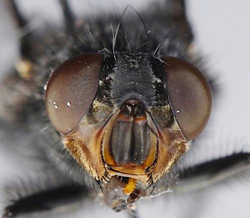 Calliphora vicina